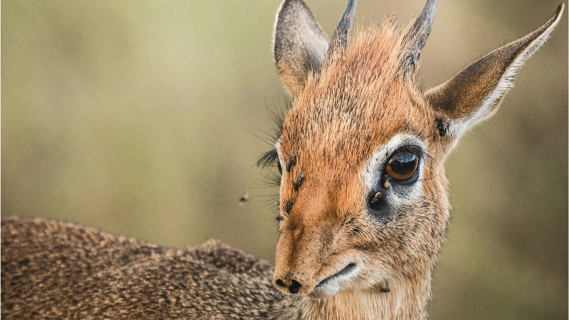 Un dik-dik du désert