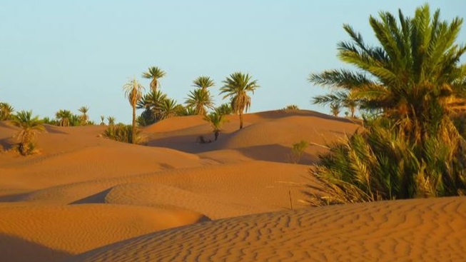 Vacances entre amis : Palmeraie dans le désert